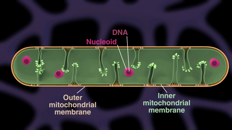 Graphical summary of our findings of mitochondrial pearling driving mtDNA nucleoid disaggregation and distribution. Graphical summary of our findings of mitochondrial pearling driving mtDNA nucleoid disaggregation and distribution.